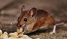 24 Hour & Emergency Exterminators in Syracuse, IN